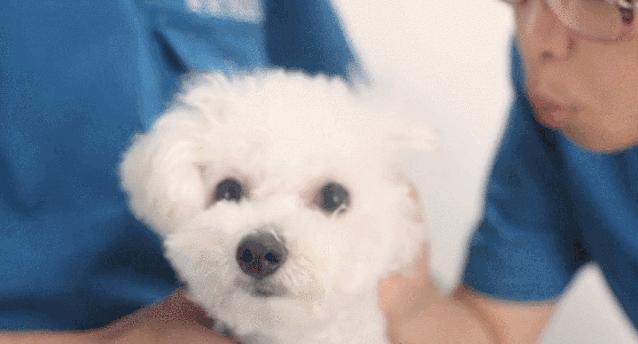 彻底根除耳螨的方法,除螨经验分享