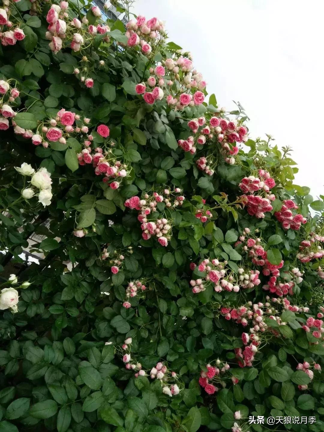 哪些月季品种抗病强,抗病性好月季有哪些