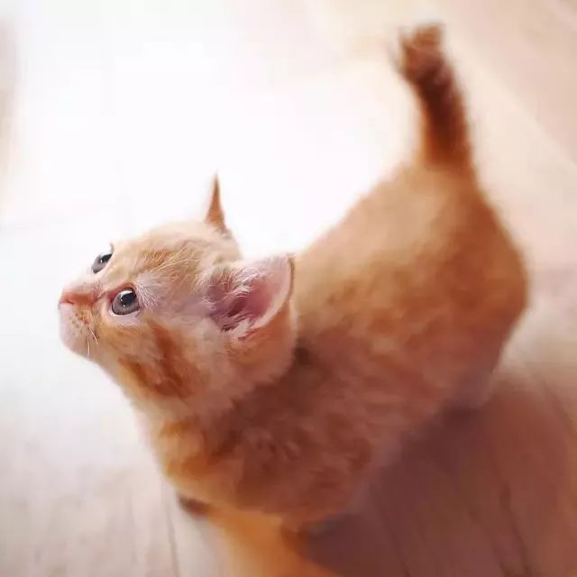 “不行了，我血槽已空，这么萌是怎么长得呢！？”