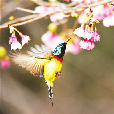 养鸽子不知道的知识,养鸟知识科普