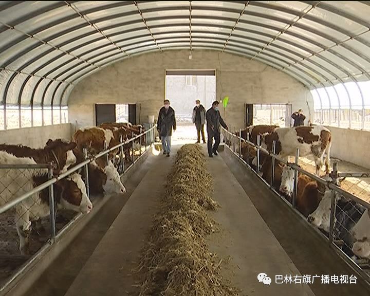 赤峰巴林左旗大板镇,巴林右旗大板镇发展