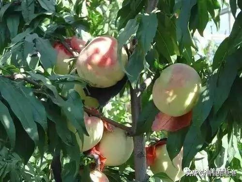 曹县十大强镇,曹县全国百强镇