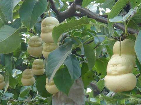 隐藏在西游记人参果背后的秘密,西游记人参果奇异之处