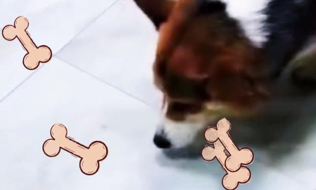 狗狗误食见手青后续,吃狗粮中毒的狗