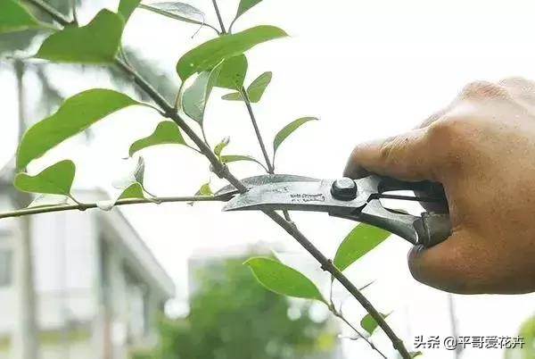 想要植物长得快怎么做,想要株型完整的树如何修剪