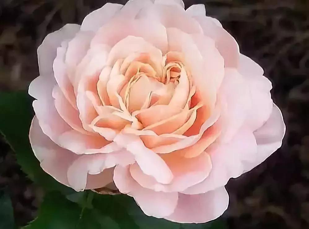 天价名贵药材,最贵的植物排行榜前十名