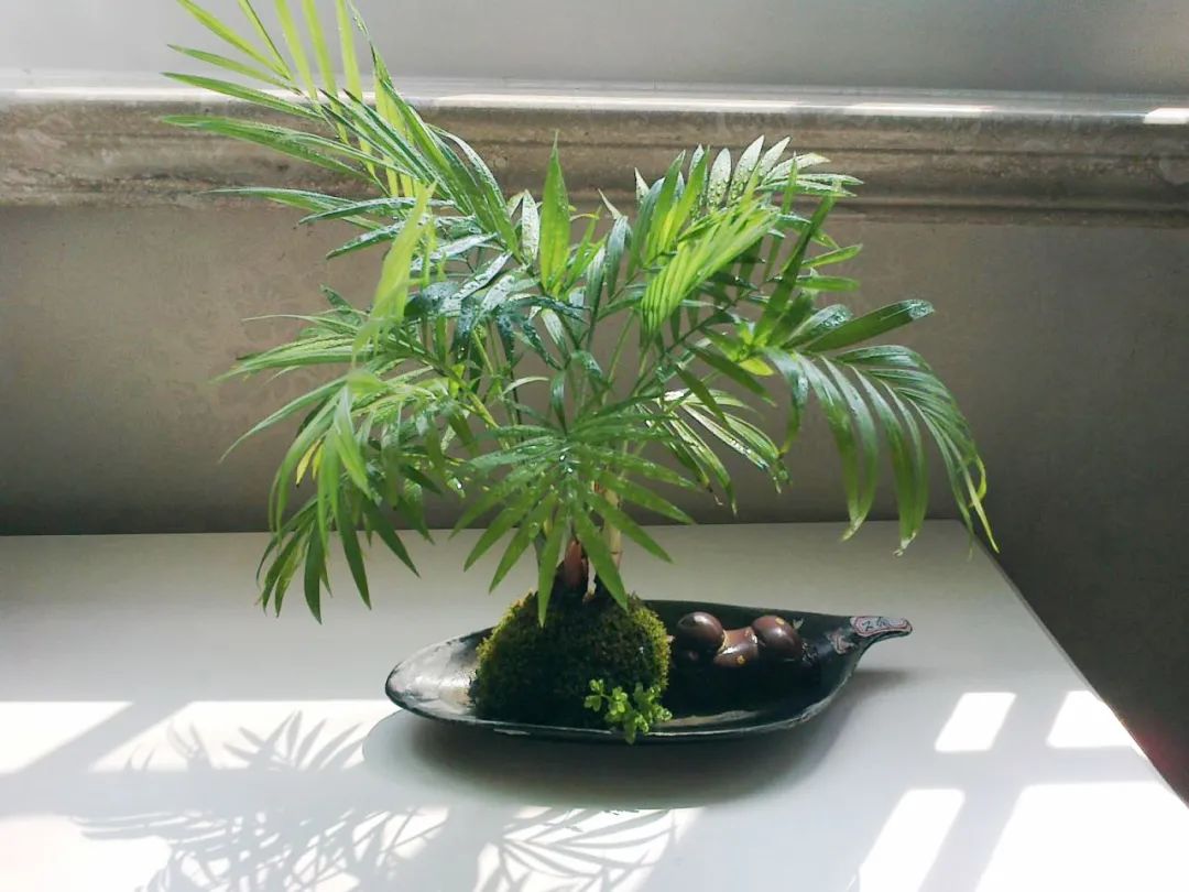 棕竹盆景造型,棕竹盆景的养法