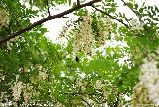 小时候常见又叫不上名的动植物,你们老家怎么说?满满的童年回忆