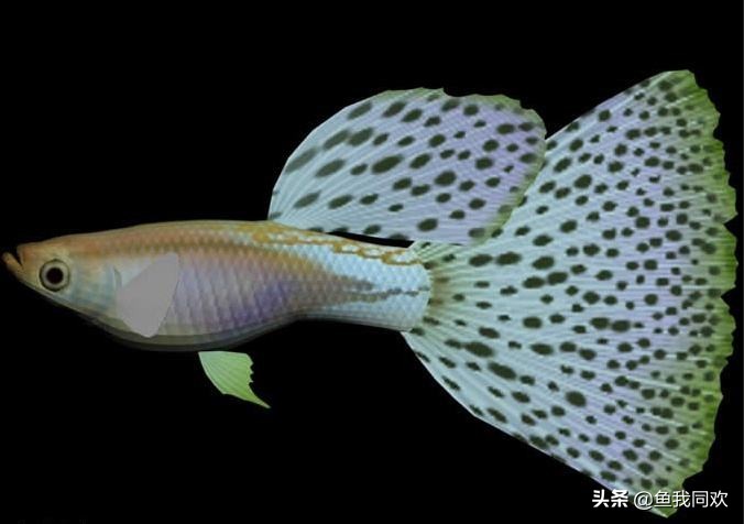 孔雀鱼的鱼缸能养鱼吗,新手孔雀鱼养鱼小技巧