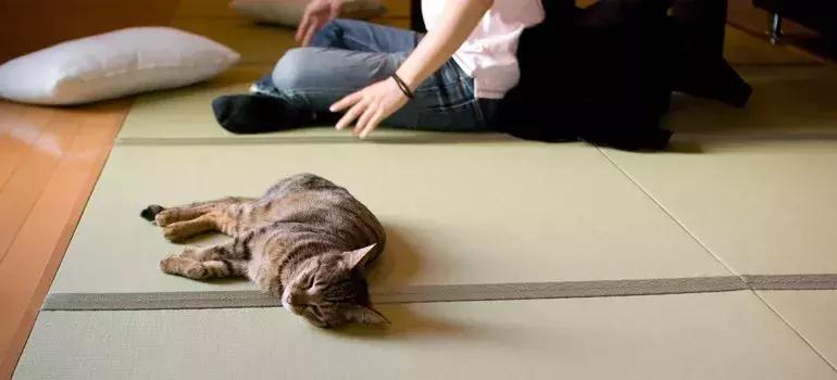 可以撸羊驼撸猫撸狗的咖啡厅,猫咖咖啡馆买猫