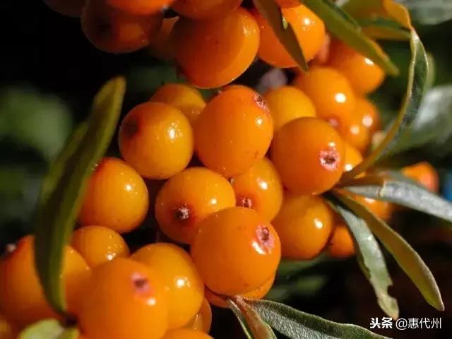 听说88%喝过沙棘汁的人都没见过沙棘，代县人告诉你它长什么样！