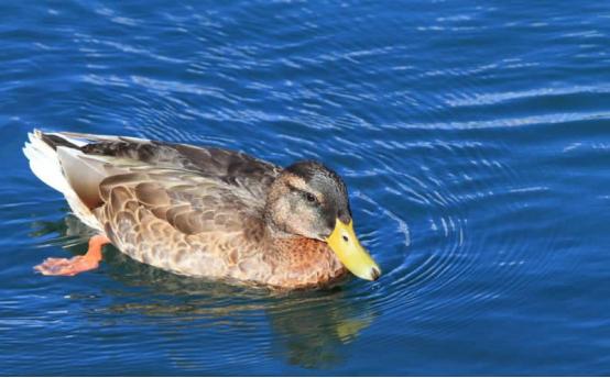 蛋鸭夜间管理,蛋鸭高产管理视频
