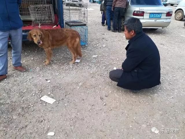 主人把狗卖了狗哭了,金毛被主人卖掉自己回来