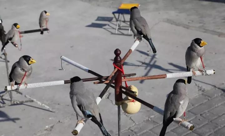 训鸟视频大全,训鸟入门基础知识