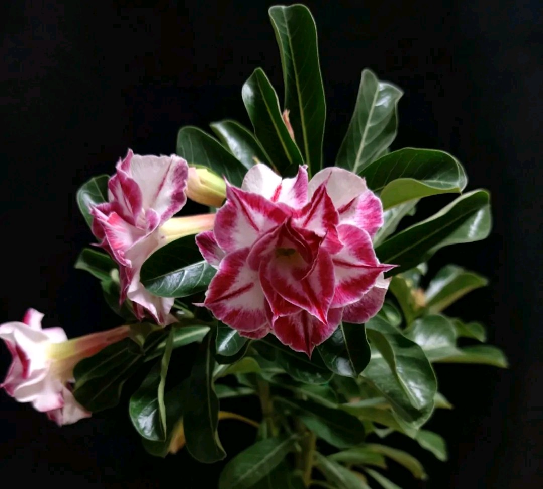 84个沙漠玫瑰品种，收起来慢慢看，待到来年春天选几种喜欢的养