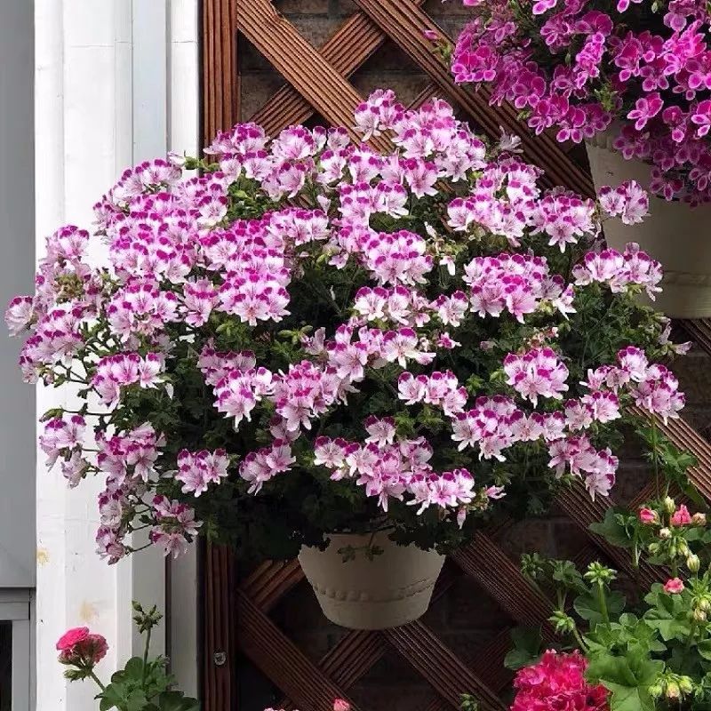 哪些花是开花机器,开花最香最好看繁殖能力还强的花