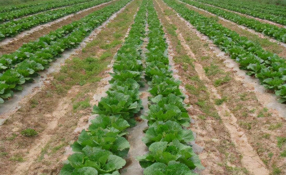 大白菜未成熟又腐烂怎么办,大白菜软腐病症状怎么治