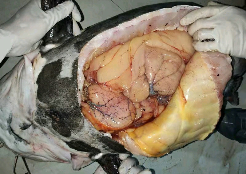 外国小伙在河里钓到超大巨鲶,钓鱼巨鲶