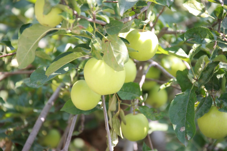 米亚罗-大美理礼县