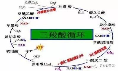 真正有效彻底的解酒药,春节解酒用这5种药你都清楚吗