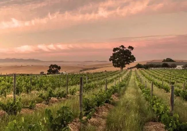 南非红酒最好的酒庄是哪个,南非红酒最好的酒庄排名