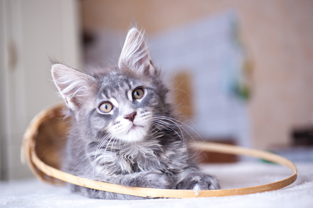 脸上长了猫癣的疤怎么办,脸上会被传染猫癣么