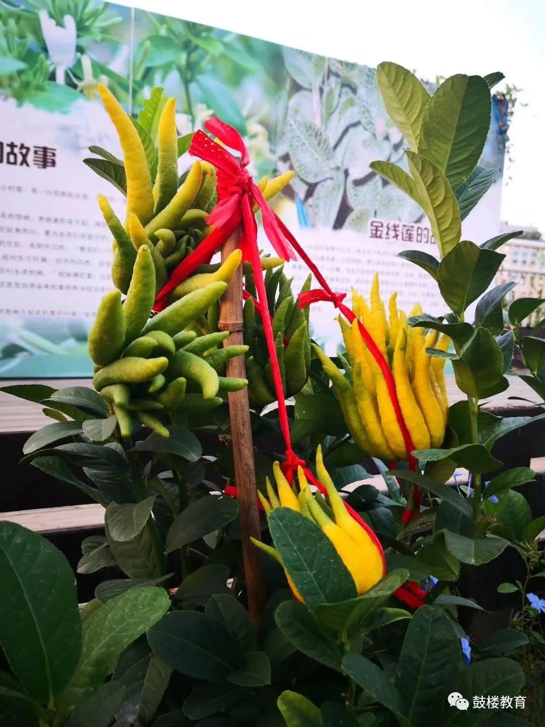 鏂囨槑鏍″洯椋庨噰灞曠ず娲诲姩,鏂囨槑鏍″洯椋庨噰灞曠ず