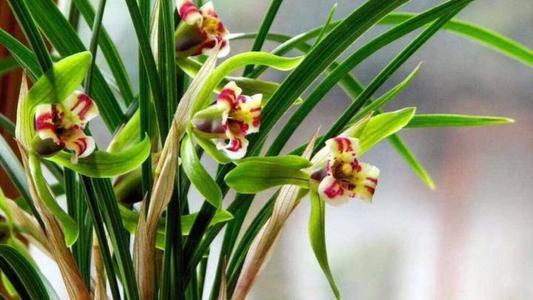 兰花叶子尖发黄是什么原因呢,兰花叶尖发黄是什么原因怎样处理
