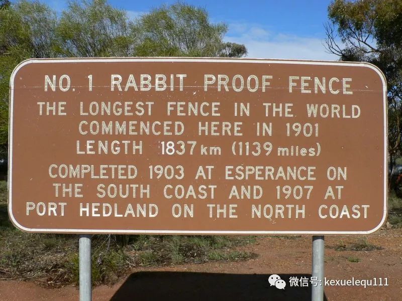 杀死兔子的方法,杀死兔子有什么后果