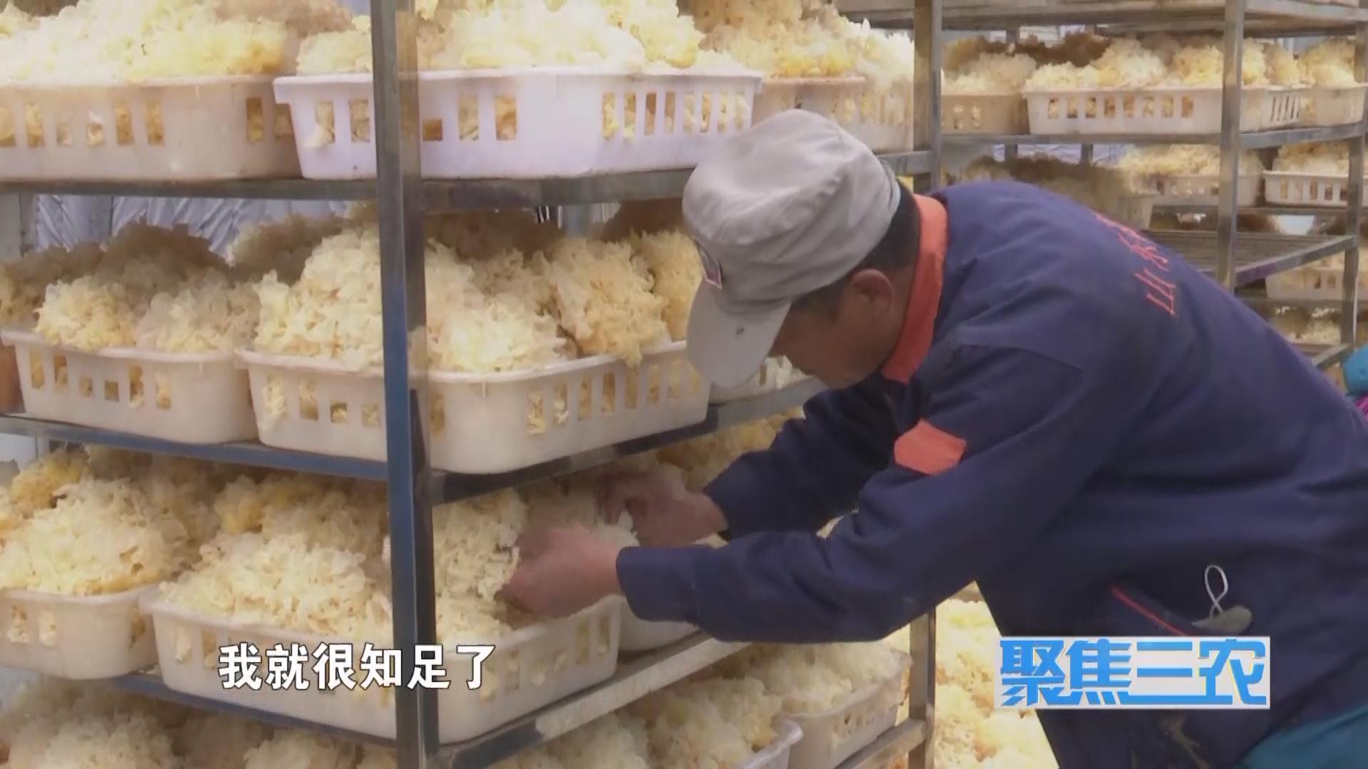 聚焦三农种植蔬菜致富,福建古田银耳栽培致富事例