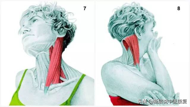 搏击肌肉拉伸图谱,最全的肌肉拉伸图谱