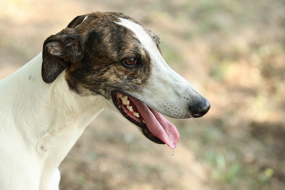 灵缇犬纯种有什么特征,灵缇高级猎犬需要会什么技能