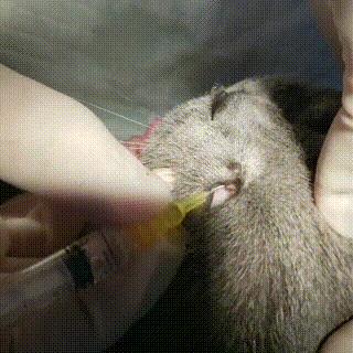 解答宠物问题,关于宠物的问题和答案大全