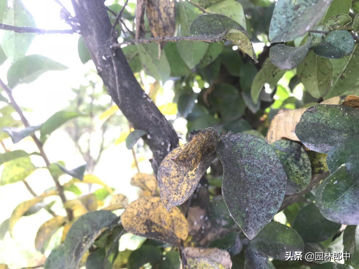 紫薇枝干上有许多小白点，手按一下还出现红色液体，怎么回事儿？