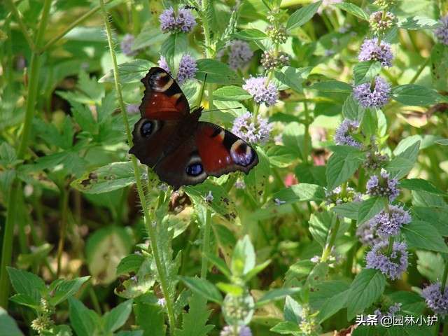 原来薄荷也开花，有点小浪漫！你见过么？