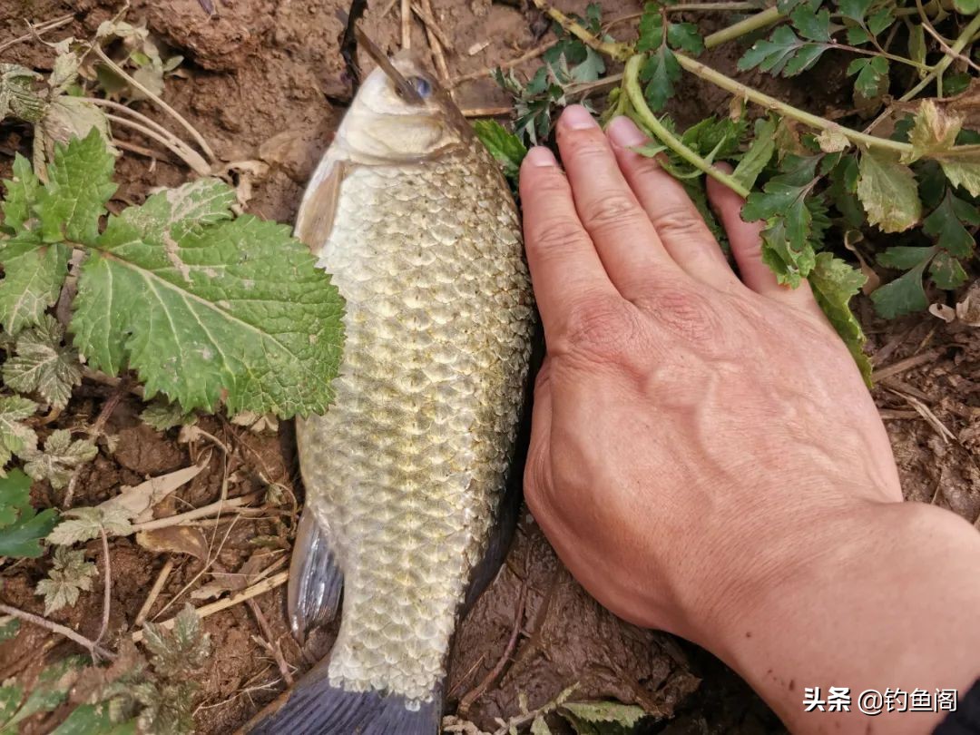 立秋以后钓鲫鱼,加这两种饵效果更好,何愁不上大板鲫
