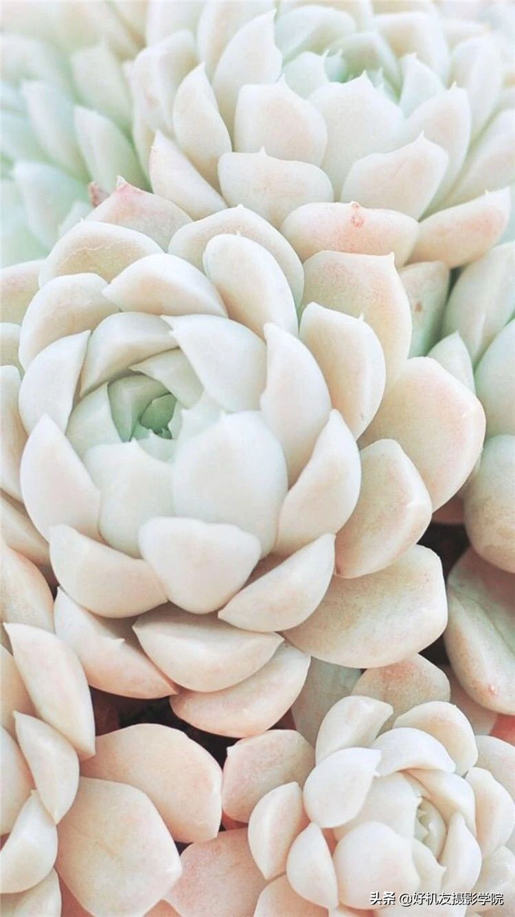 十五种最漂亮的多肉,15种好看的多肉