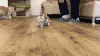 小奶猫太粘人了怎么办,小奶猫太粘人不停的叫