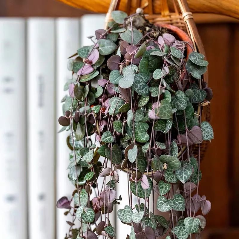 家里养盆爱之蔓，满盆都是小爱心，唯美又浪漫，好看又好养