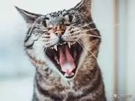 如何给猫咪选牙膏,如何给猫咪选择洁齿产品