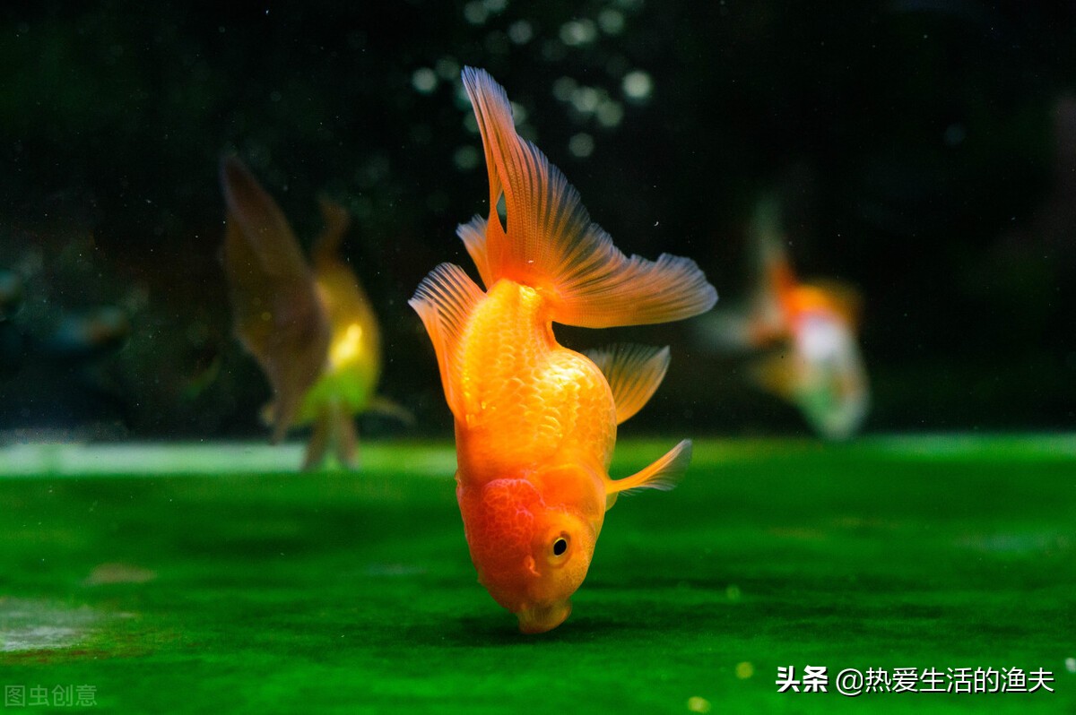 金鱼拉的细长的白线怎么办,金鱼拉得太多怎么办