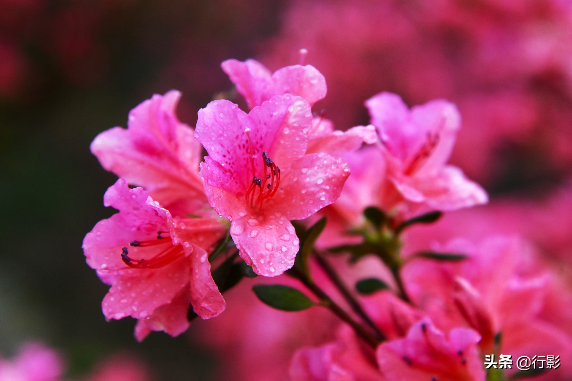 武汉云雾山风景区有什么好玩的,武汉云雾山游玩攻略