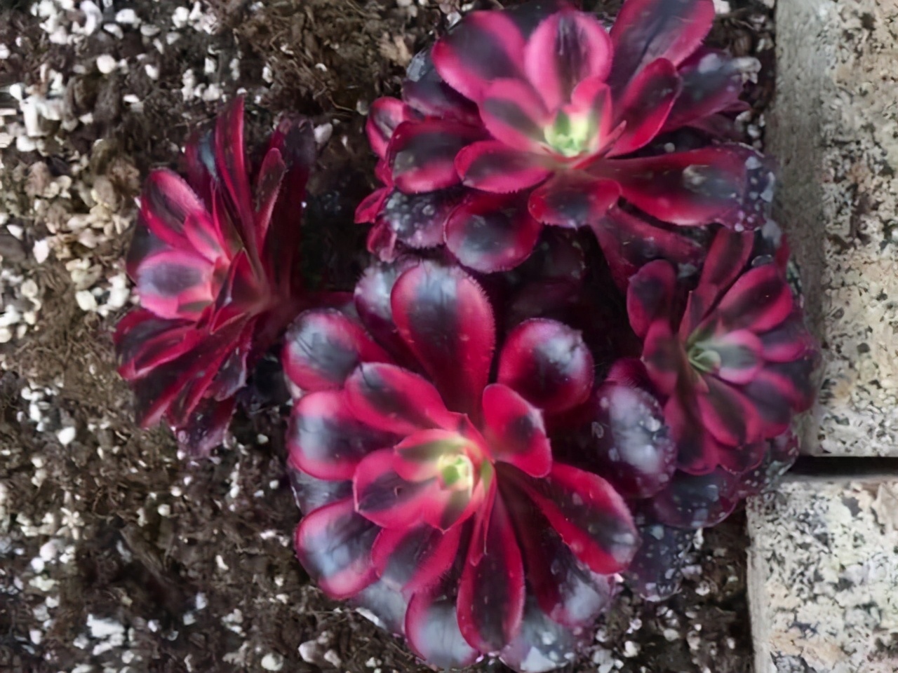 多肉美杜莎精品,多肉美杜莎多少钱一斤