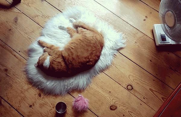 猫咪分离焦虑症的表现,猫咪分离焦虑是怎么形成的