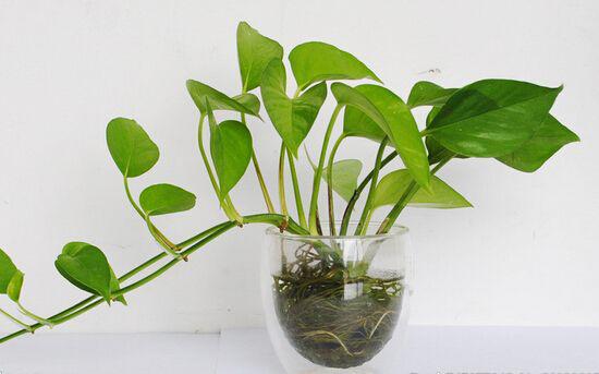 绿萝怎么养才能更旺盛生活小技巧,绿萝养护方法大全和注意事项