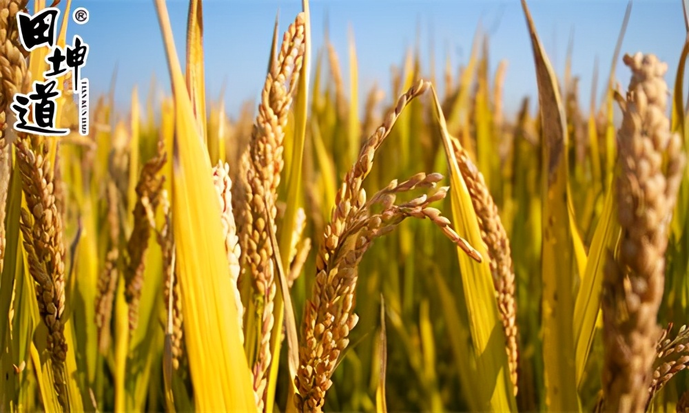 田坤道实体店加盟,田坤道门店加盟