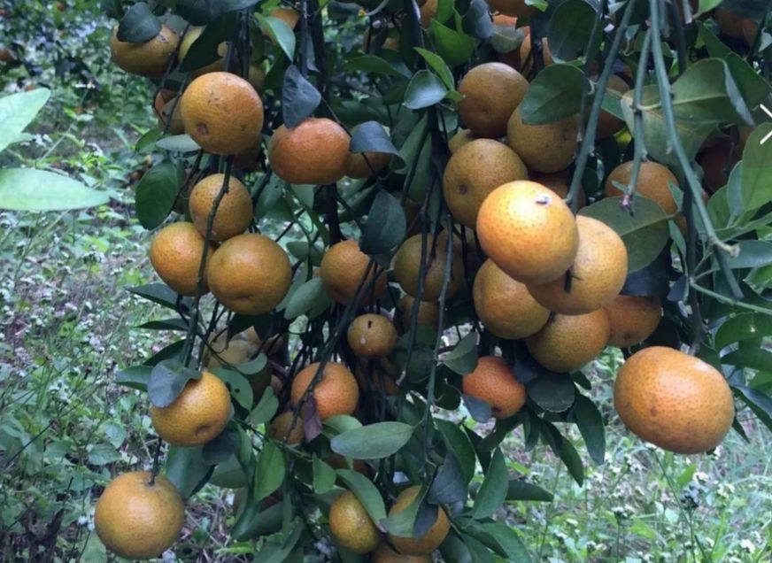 柑橘果肉没有水分硬是怎么造成的,柑橘有籽无籽是什么原因