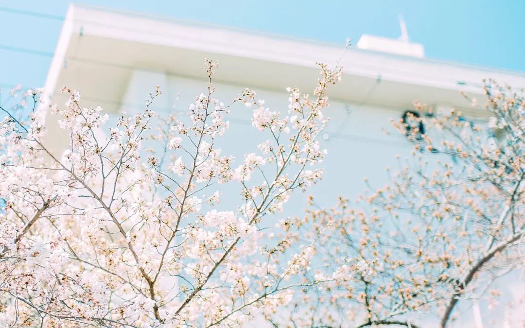 男友大我20岁,父母竭力反对,怎么办?