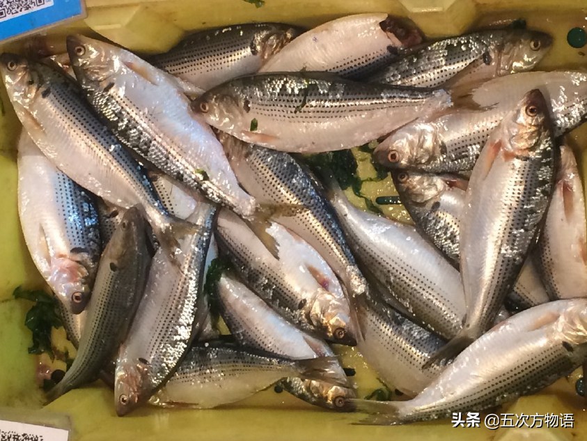 青岛常见的海鱼,海洋鱼类种类大全及图片