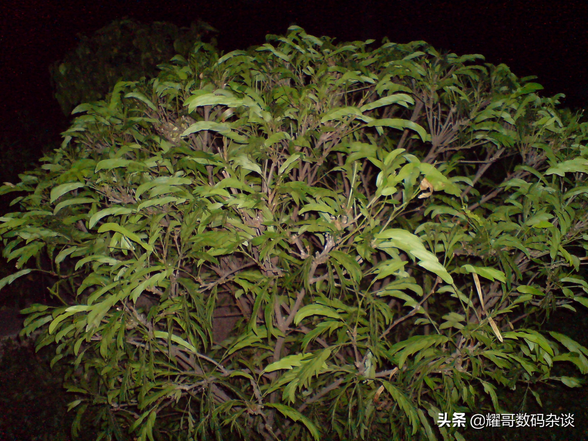 索尼爱立信w800手机拍照,索尼爱立信k800i拍照